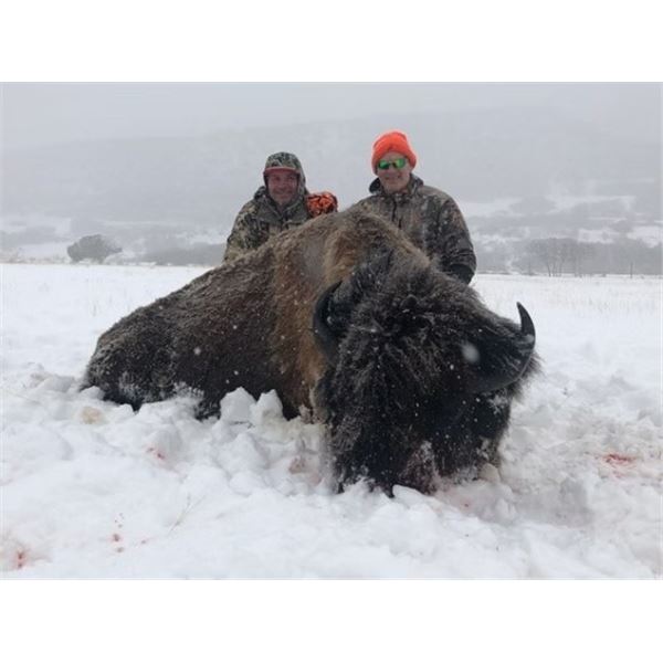 *Colorado - 2 Day - High Fence Trophy Bull Buffalo Hunt for One Hunter and One Non-Hunter