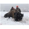 Image 1 : *Colorado - 2 Day - High Fence Trophy Bull Buffalo Hunt for One Hunter and One Non-Hunter