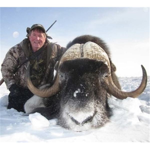 Nunavut – 5 Day - Musk Ox Hunt for One Hunter