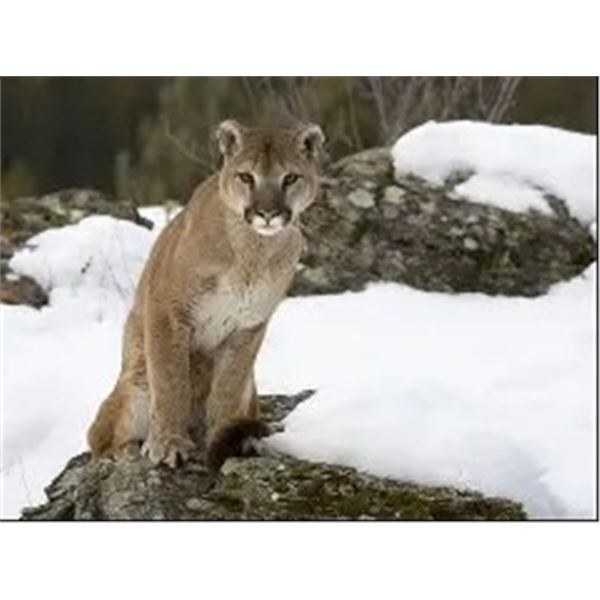 Alberta - 8 Day - Mt. Lion Hunt for One Hunter