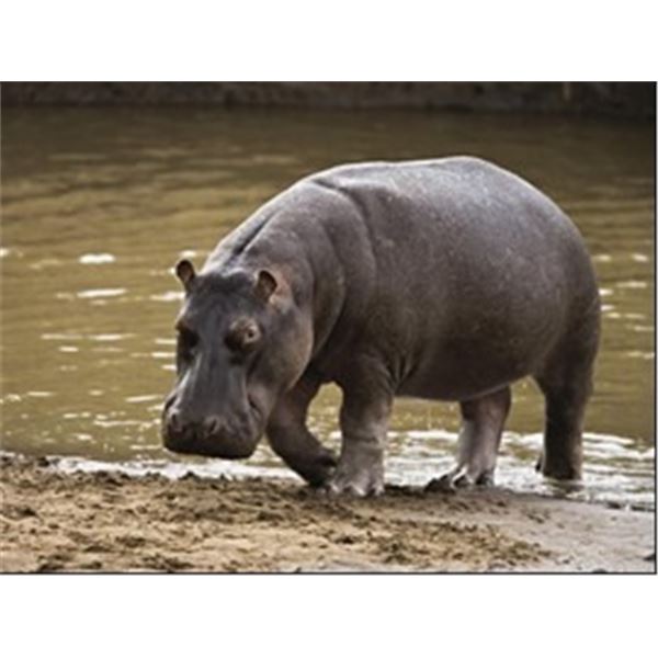 South Africa – 8 day - Hippo/Crocodile Combination Hunt for One Hunter