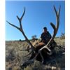 Image 1 : New Mexico – 5 Day – Rifle Elk Hunt for One Hunter