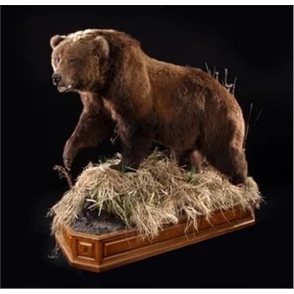 *Michigan - $3,500 Taxidermy Certificate