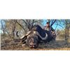 Image 1 : *South Africa – 7 Day – Cape Buffalo Hunt for One Hunter and One Non-hunter
