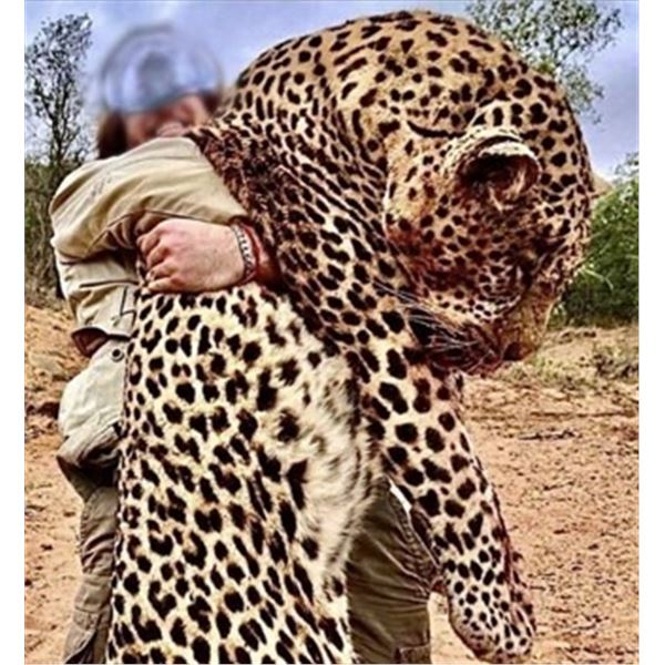 Zimbabwe – 14 Day - Leopard Hunt Behind Dogs for One Hunter