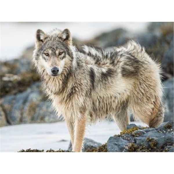Northwest Territories – 6 day/5 Night – Arctic Wolf Hunt for One Hunter