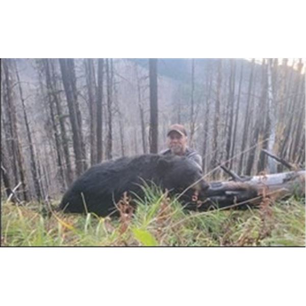 *Alberta – 6 Day – Black Bear Hunt for One Hunter with 2026 Hero Hunter
