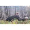 Image 1 : *Alberta – 6 Day – Black Bear Hunt for One Hunter with 2026 Hero Hunter