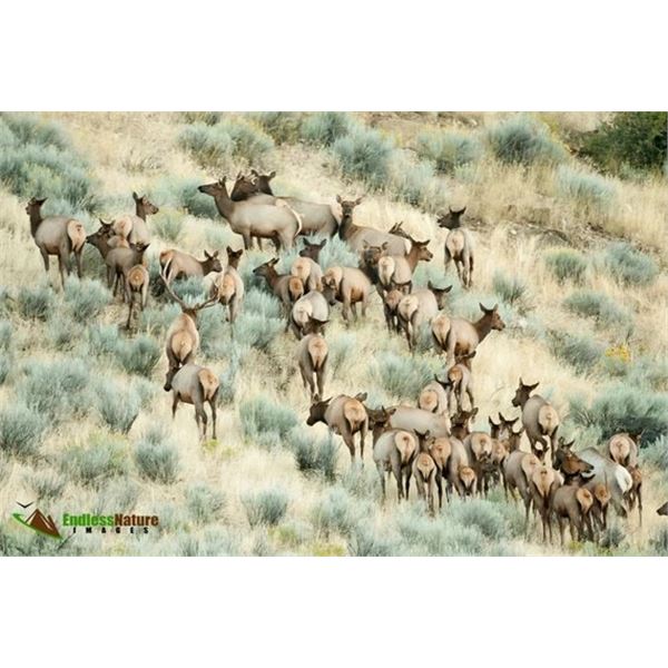 *Wyoming - 4 Day - Cow Elk Hunt for One Hunter