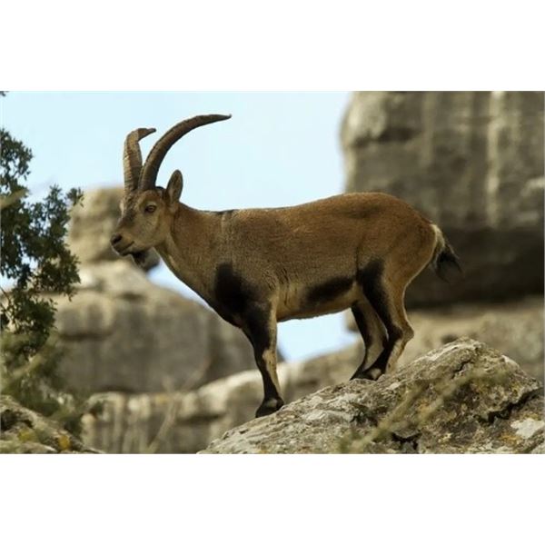 Spain –   5-Day – Ronda Ibex Hunt for One Hunter