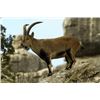 Image 1 : Spain –   5-Day – Ronda Ibex Hunt for One Hunter