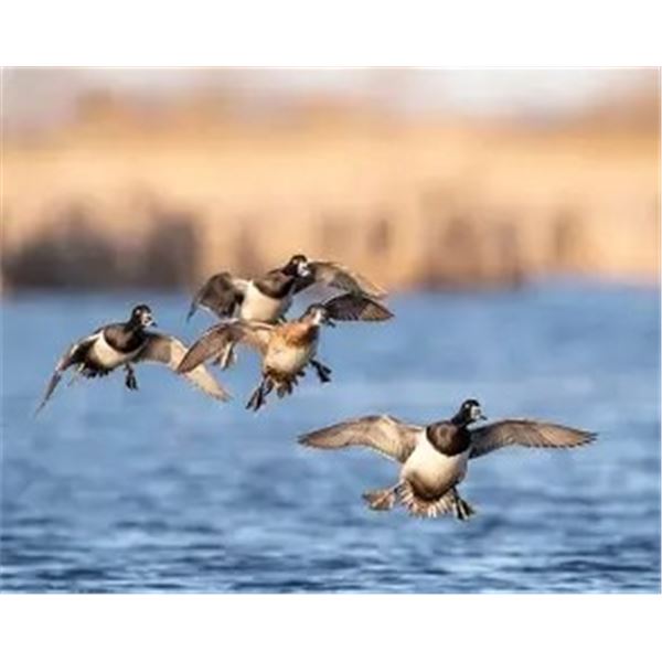 Michigan –   1 Day – Diver Duck hunt for 1-3 Hunters
