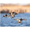 Image 1 : Michigan –   1 Day – Diver Duck hunt for 1-3 Hunters