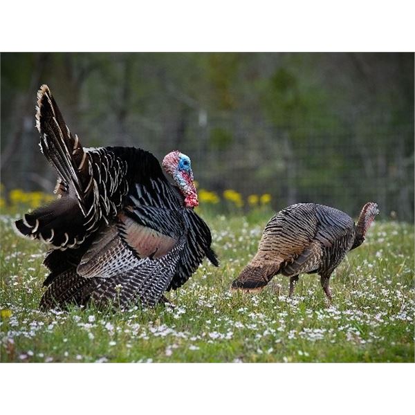 Michigan – 3-Day- Eastern Turkey Hunt - Filmed and Aired on TV for Two Hunters