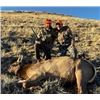 Image 1 : Wyoming- 5 day/ 4 night wilderness cow elk hunt for one hunter