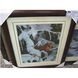 Framed Print "cardinal"