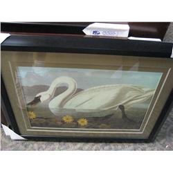 Framed Print "white Swan"