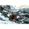 Image 10 : 4 Day New Zealand  Red Stag, Tahr & Chamois Hunt