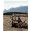 Image 11 : 4 Day New Zealand  Red Stag, Tahr & Chamois Hunt
