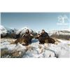 Image 12 : 4 Day New Zealand  Red Stag, Tahr & Chamois Hunt