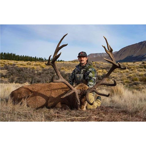 4 Day New Zealand  Red Stag, Tahr & Chamois Hunt