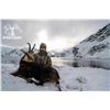 Image 4 : 4 Day New Zealand  Red Stag, Tahr & Chamois Hunt