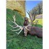 Image 5 : 4 Day New Zealand  Red Stag, Tahr & Chamois Hunt