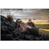 Image 9 : 4 Day New Zealand  Red Stag, Tahr & Chamois Hunt