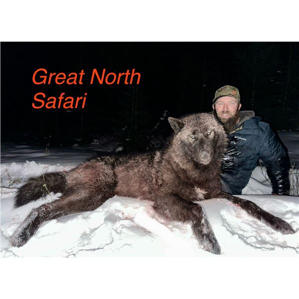 5 Day/6 Night Timber Wolf Hunt in Central Alberta, Canada for 1 Hunter