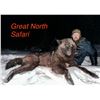 Image 1 : 5 Day/6 Night Timber Wolf Hunt in Central Alberta, Canada for 1 Hunter