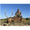 Image 1 : Trophy Sika and Management Red Stag  For 2 Hunters