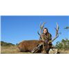 Image 2 : Trophy Sika and Management Red Stag  For 2 Hunters