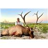 Image 1 : 3 Day Management Elk Bull Hunt  for 1 Hunter and 1 Non-Hunter