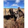 Image 9 : 7 Day Plains Game Hunt  in The Eastern Cape