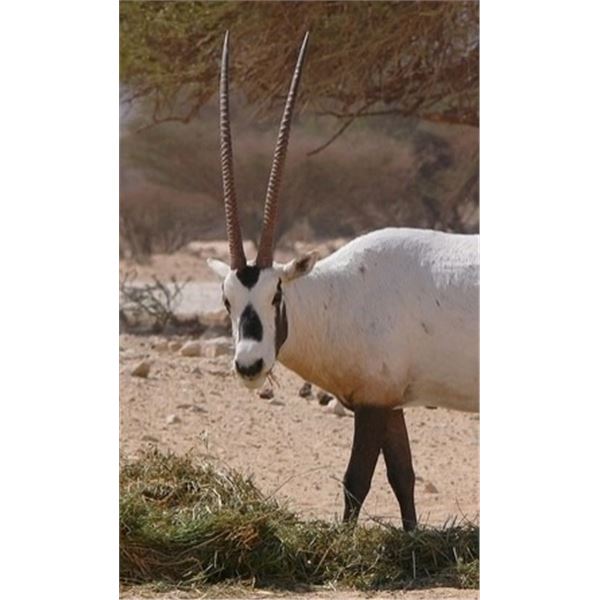 2 Day / 1 Night Arabian Oryx Hunt