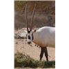 Image 1 : 2 Day / 1 Night Arabian Oryx Hunt