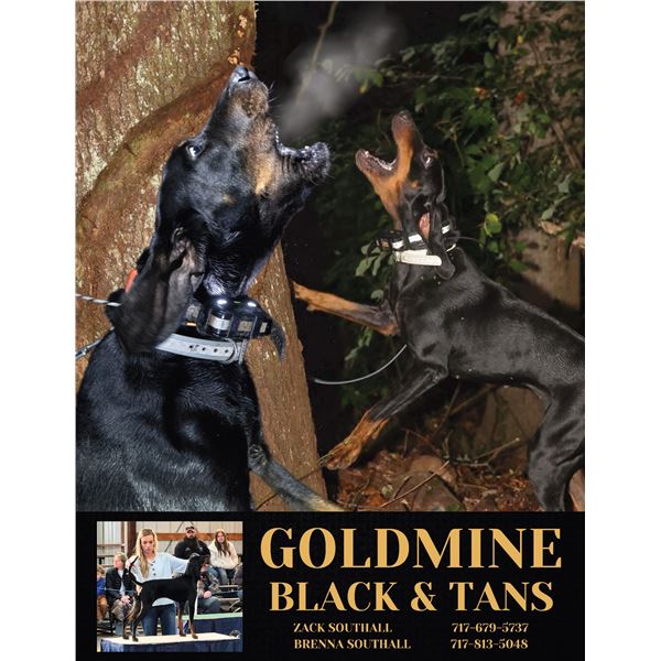 2-Night PA Racoon Hunt over Champion Coon Hounds, For 1 or 2 Hunters