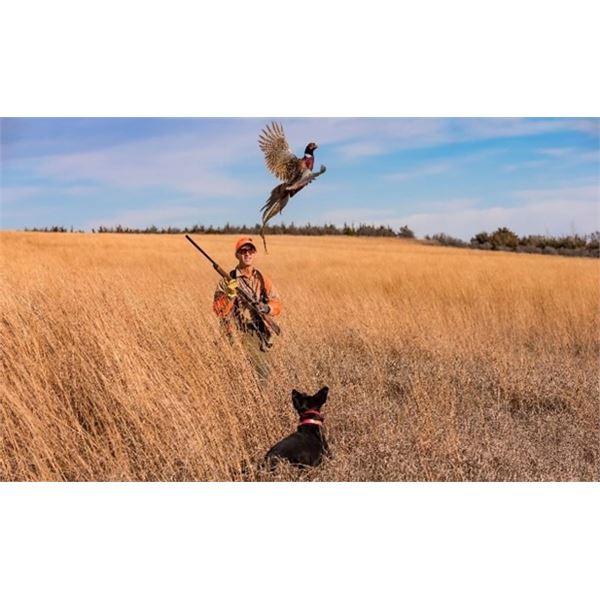 1/2 Day Pheasant/Chukar Hunt for Up to 6 People