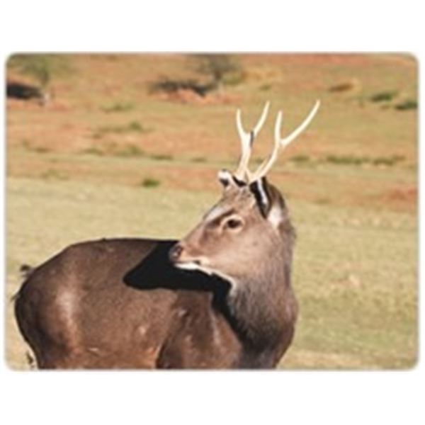 2-Day Maryland Archery Whitetail/Sika Deer Hunt for 1 Hunter