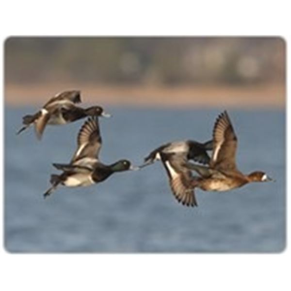 1-Day Diver and Seaduck Hunt for up to 6 People