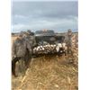 Image 1 : 4-Day North Dakota Waterfowl Hunt for 2 People