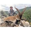 Image 2 : 3-Day Spanish Southeastern Ibex Hunt for 2 Hunters