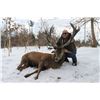 Image 1 : 2-Day Red Stag Hunt for 1 Hunter and One Non-hunter