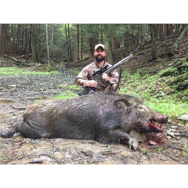 1 Day/1 Night Trophy Russian Boar Hunt for 4 Hunters