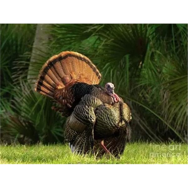 Two-and-a-Half Day Osceola Turkey Hunt for 2 hunters