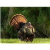 Image 1 : Two-and-a-Half Day Osceola Turkey Hunt for 2 hunters