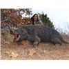 Image 1 : Two Day Oklahoma Hog and Ram Hunt for 2 Huntes