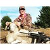 Image 2 : Two Day Oklahoma Hog and Ram Hunt for 2 Huntes