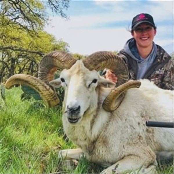 3 Day Texas Ram Hunt for 4 Hunters