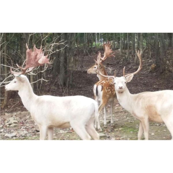 2 Day Fallow Buck Hunt for 1 Hunter and 1 Non-Hunter